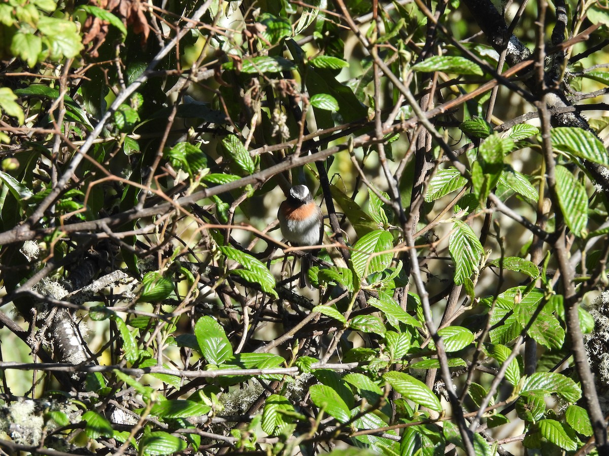 Rufous-breasted Chat-Tyrant - Bev Agler