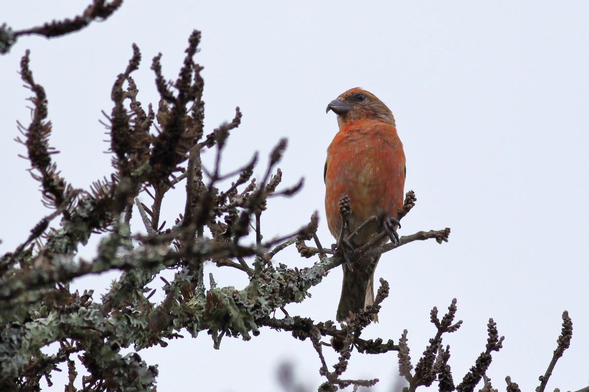 Red Crossbill (Appalachian or type 1) - ML622820943