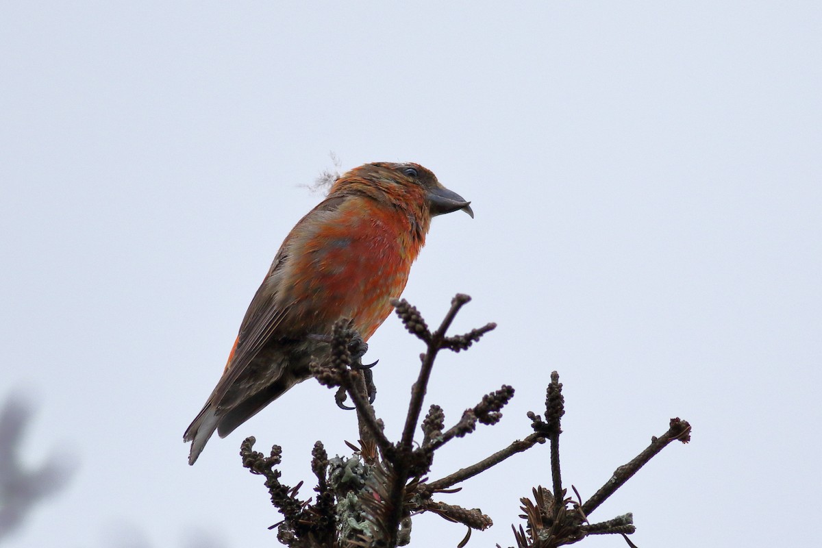 Red Crossbill (Appalachian or type 1) - ML622820944