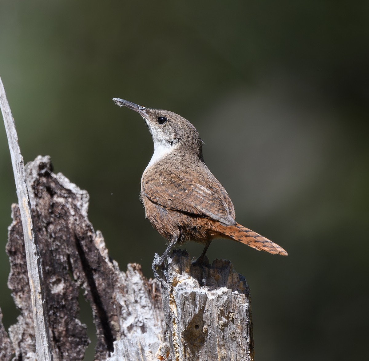 Canyon Wren - Joshua Greenfield