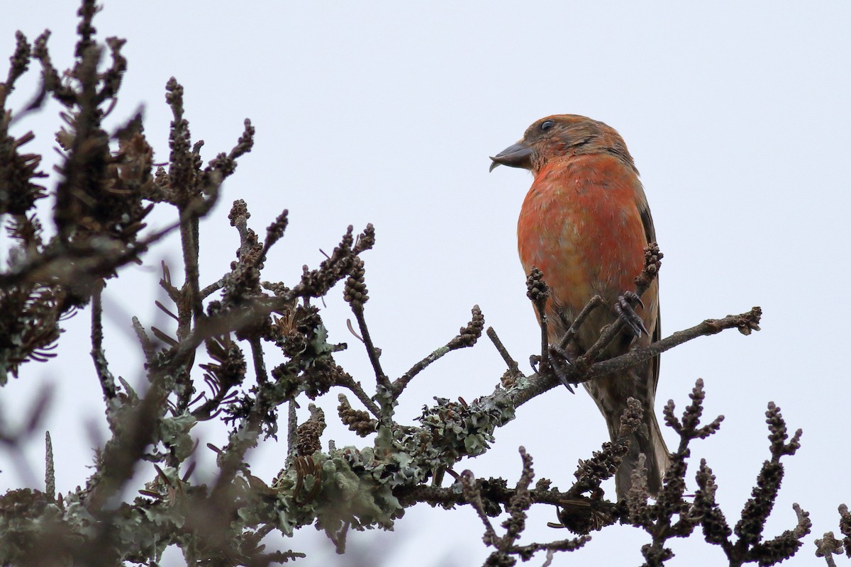 Red Crossbill (Appalachian or type 1) - ML622820947