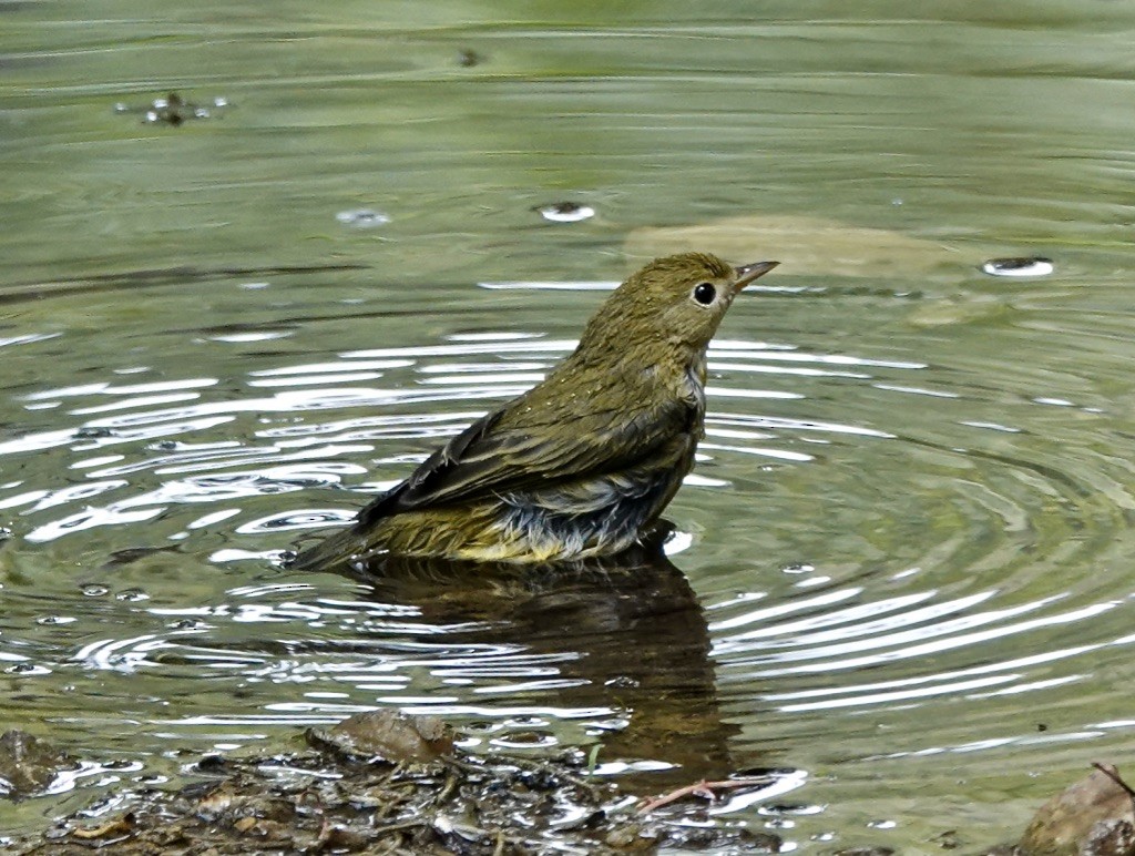 Yellow Warbler (Northern) - Rick Taylor