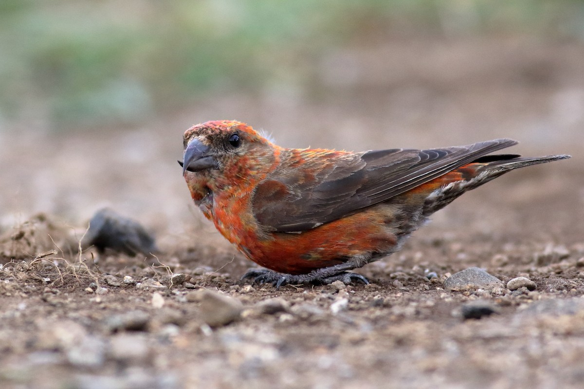 Red Crossbill (Appalachian or type 1) - Richard Stanton