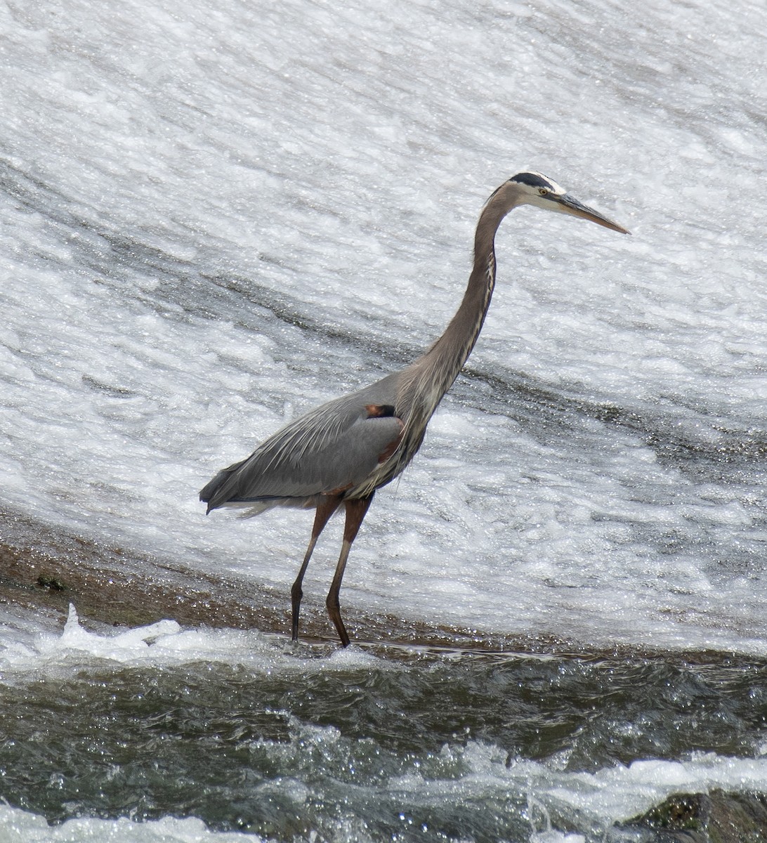 Great Blue Heron - ML622820976