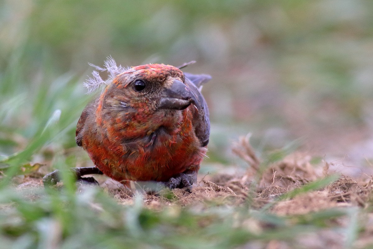 Red Crossbill (Appalachian or type 1) - ML622820988