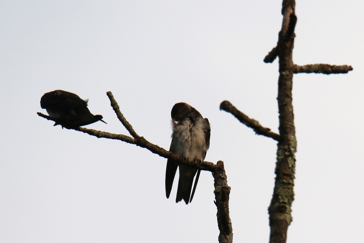 Purple Martin - Linda Miller