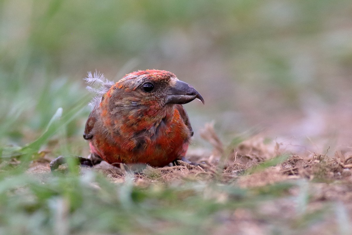 Red Crossbill (Appalachian or type 1) - ML622821001