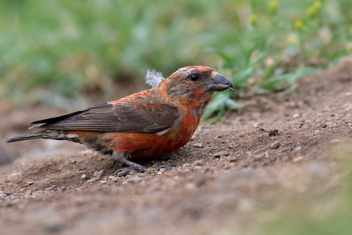 Red Crossbill (Appalachian or type 1) - ML622821016