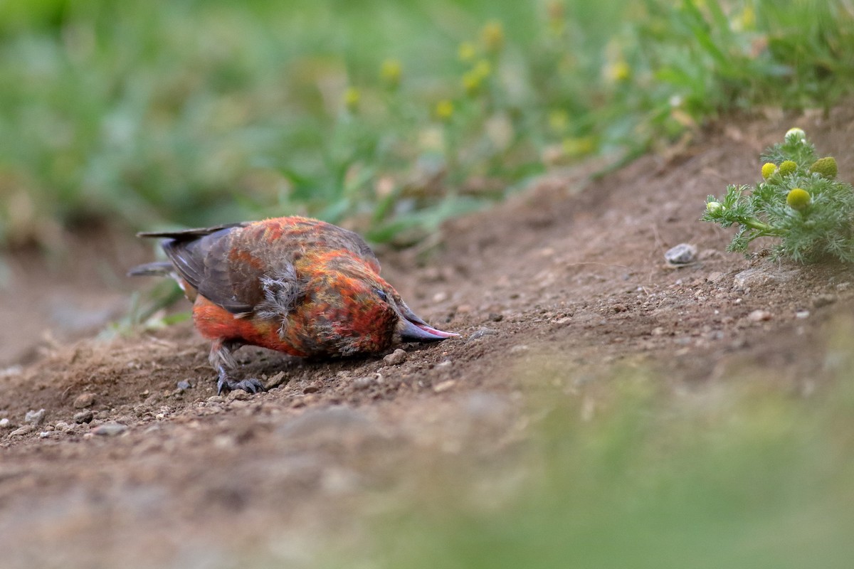 Red Crossbill (Appalachian or type 1) - ML622821017