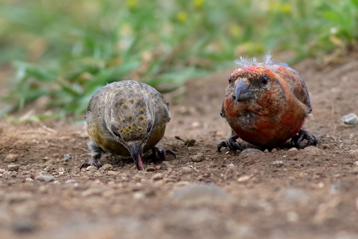 Red Crossbill (Appalachian or type 1) - ML622821023