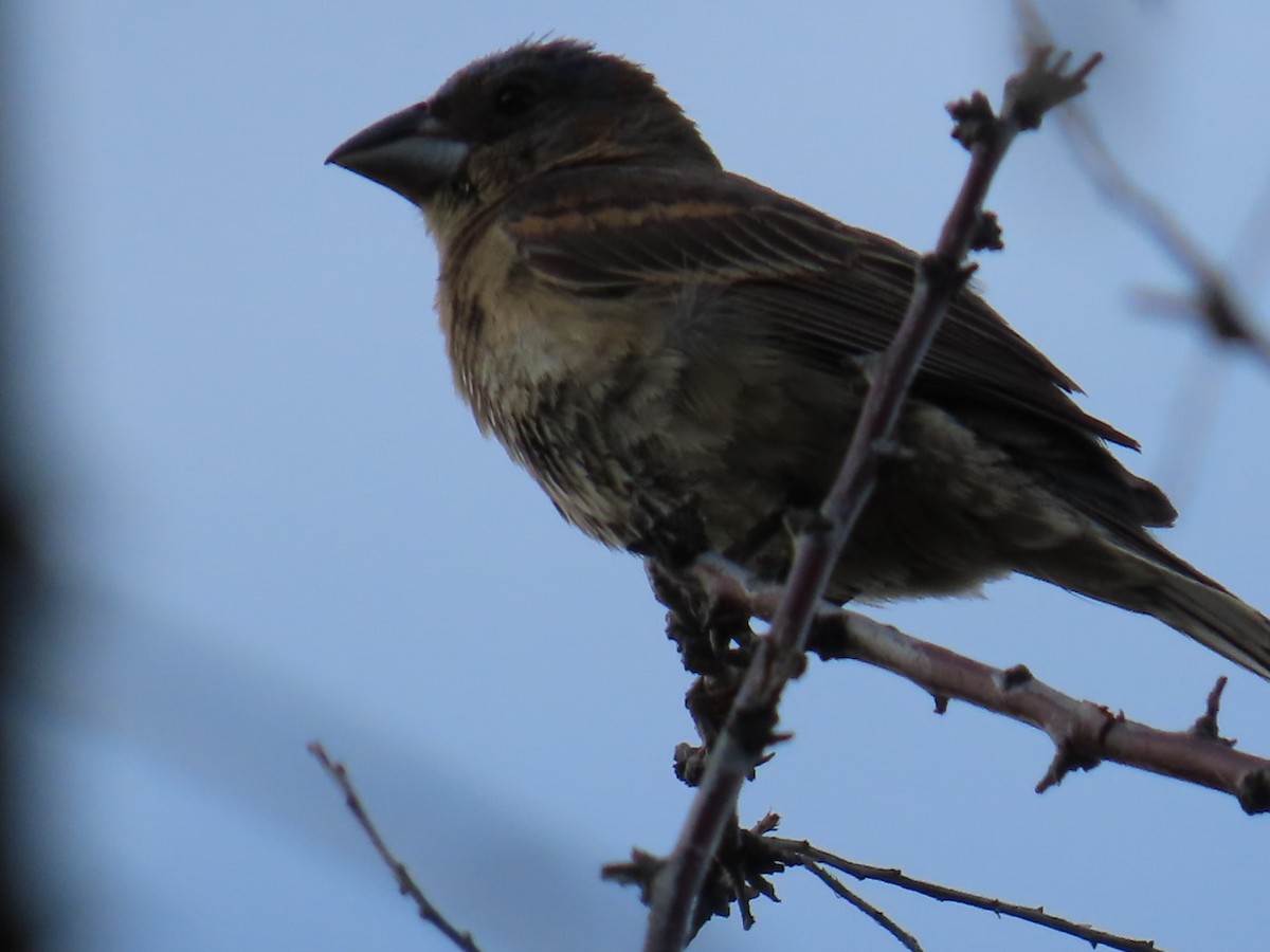 Blue Grosbeak - ML622821037