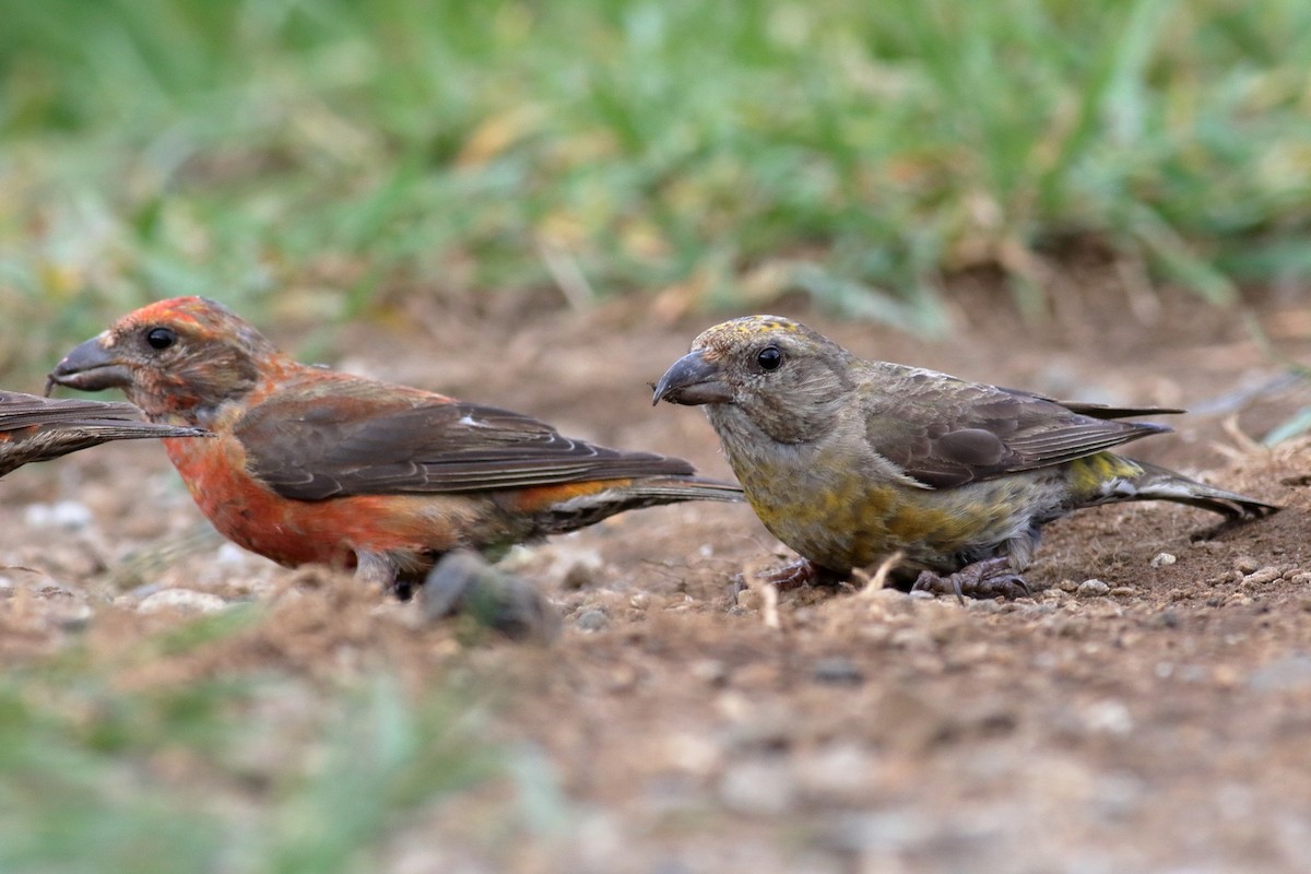 Red Crossbill (Appalachian or type 1) - ML622821040