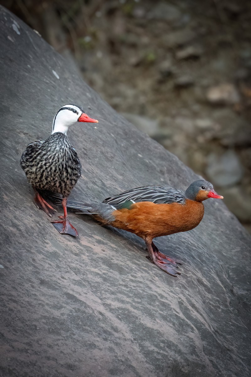 Torrent Duck - ML622821055