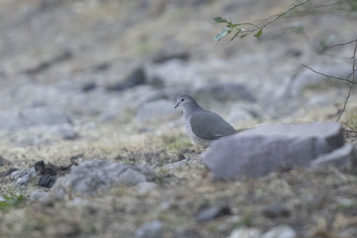 Colombe à face blanche - ML622821061