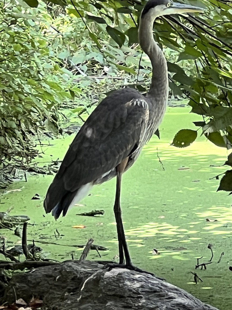 Great Blue Heron - ML622821078