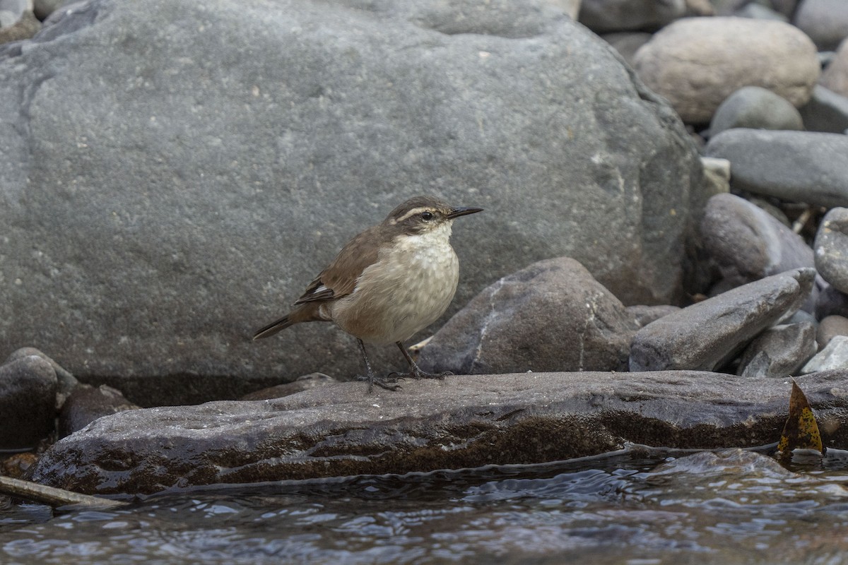 Cream-winged Cinclodes - ML622821084