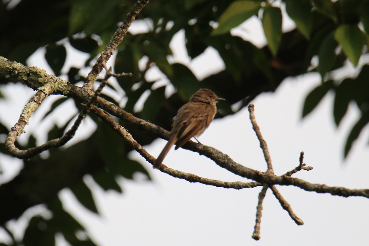 Eastern Phoebe - Linda Miller