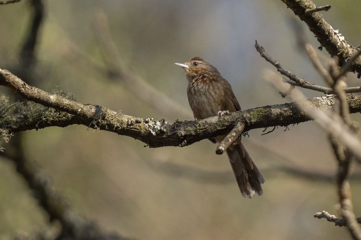 Spot-breasted Thornbird - ML622821091