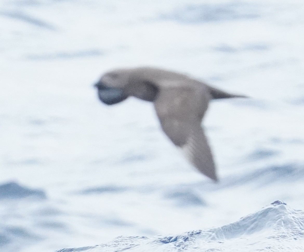 Kermadec Petrel - ML622821093