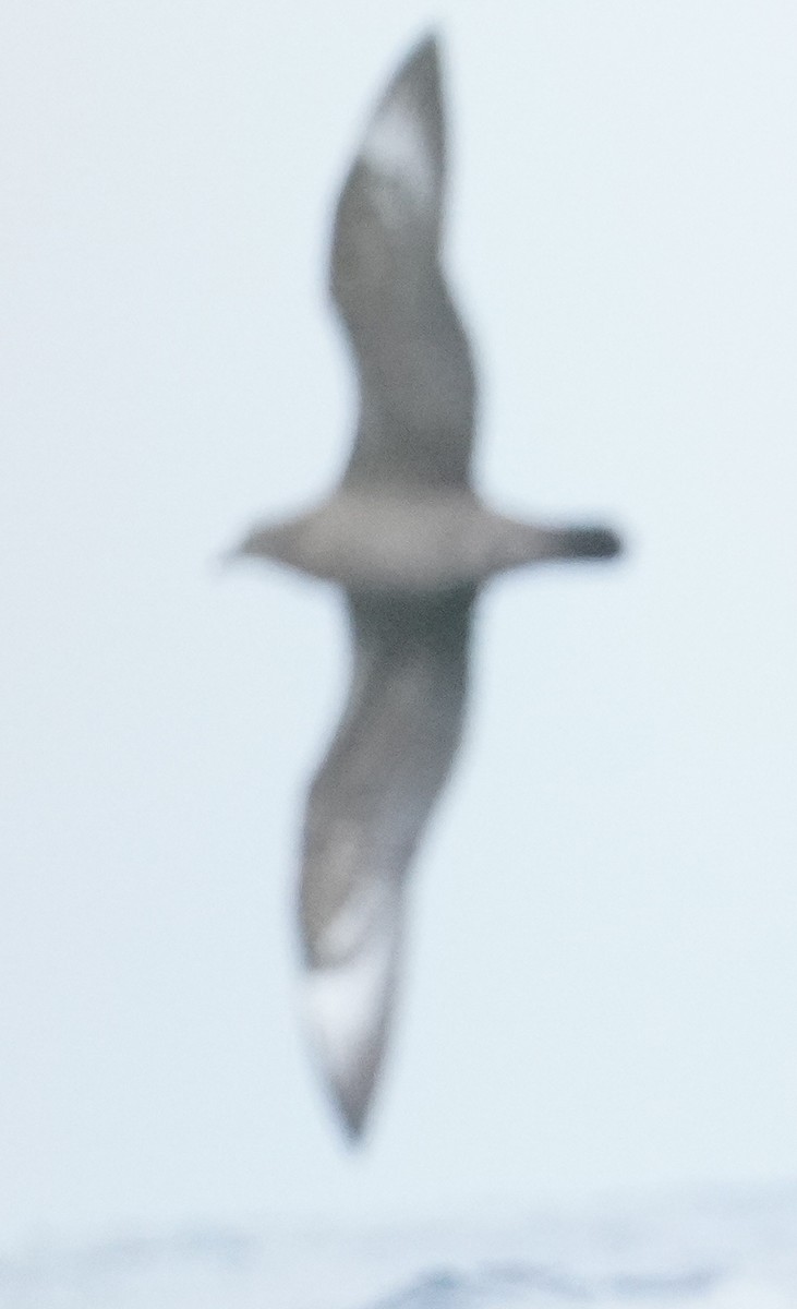 Kermadec Petrel - ML622821094