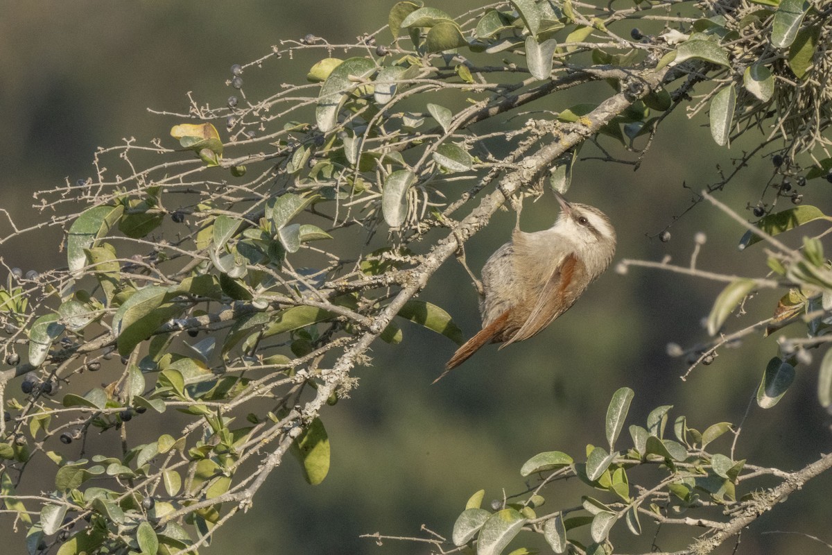 Stripe-crowned Spinetail - ML622821095