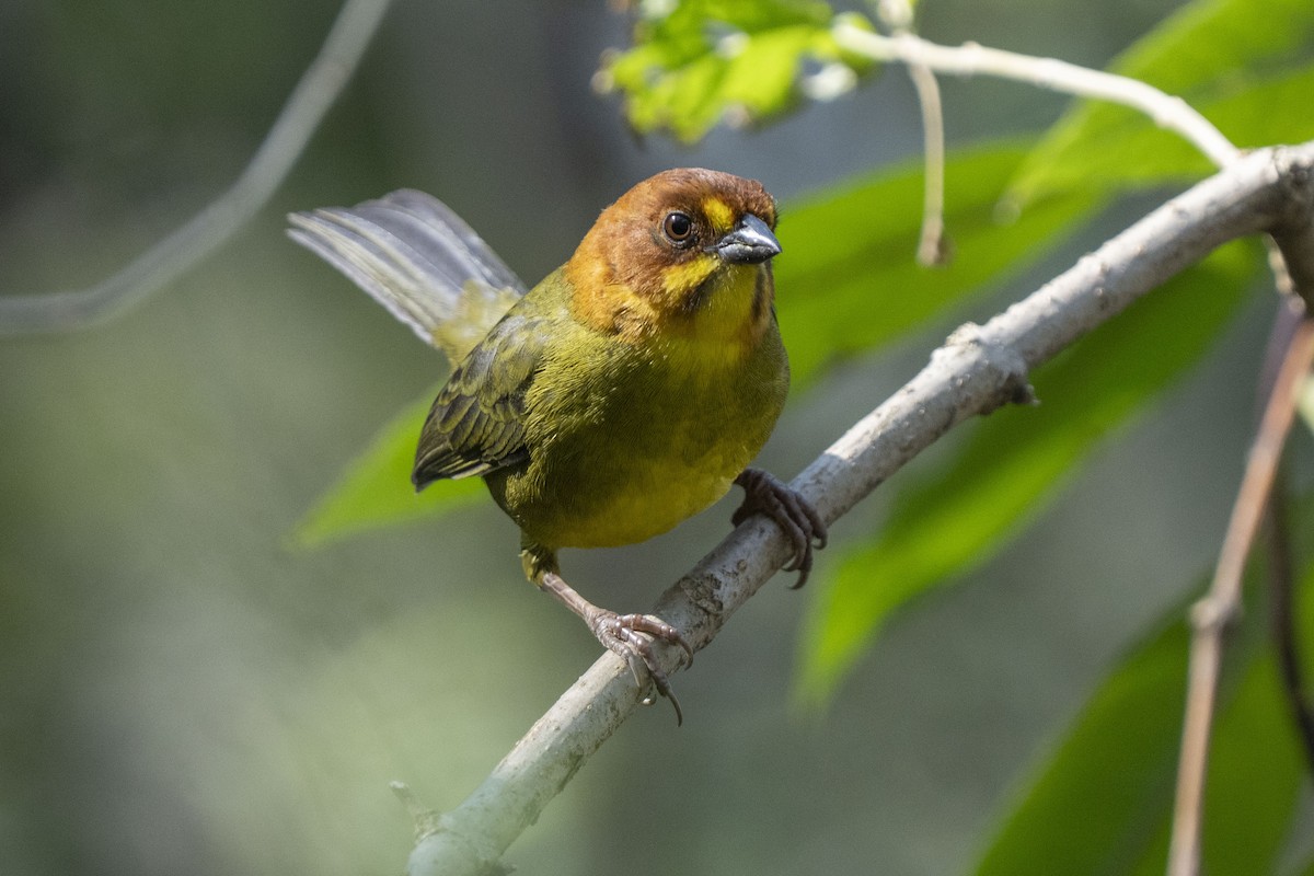 Fulvous-headed Brushfinch - ML622821103