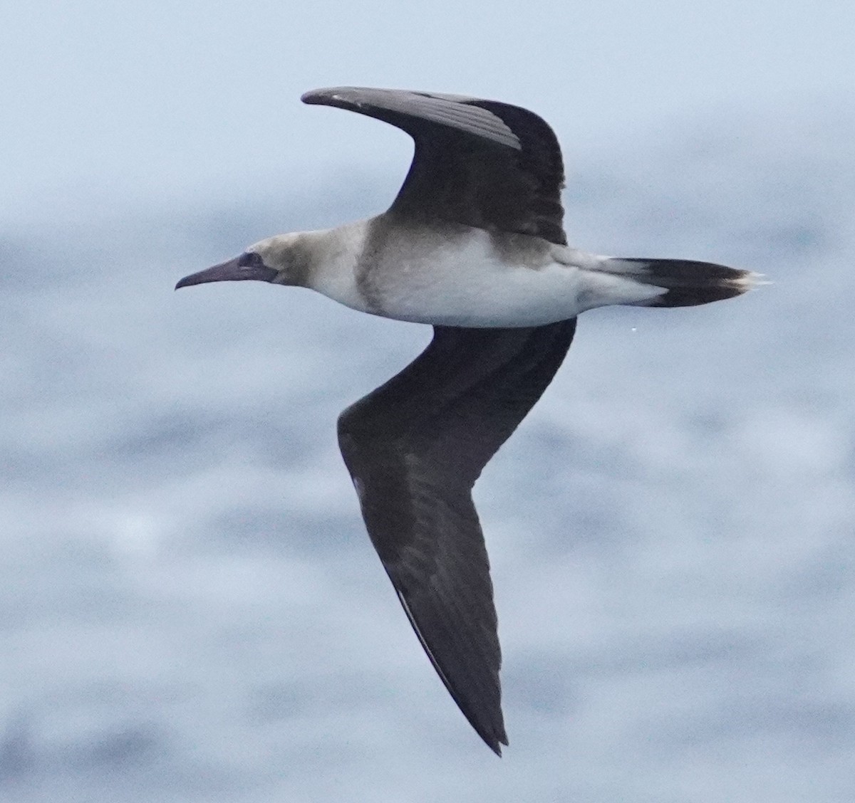 Red-footed Booby - ML622821104