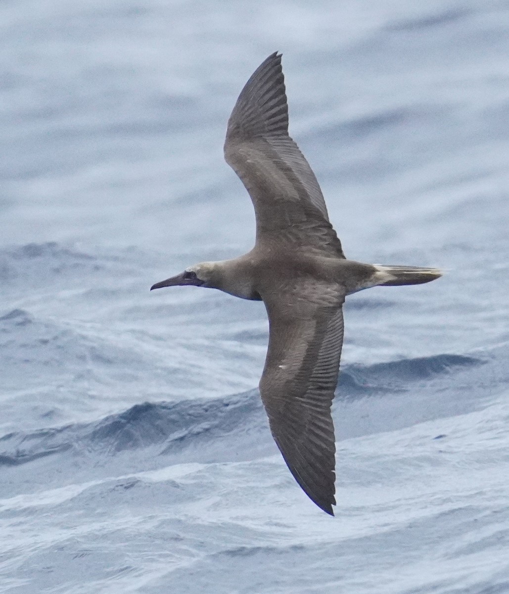 Red-footed Booby - ML622821105