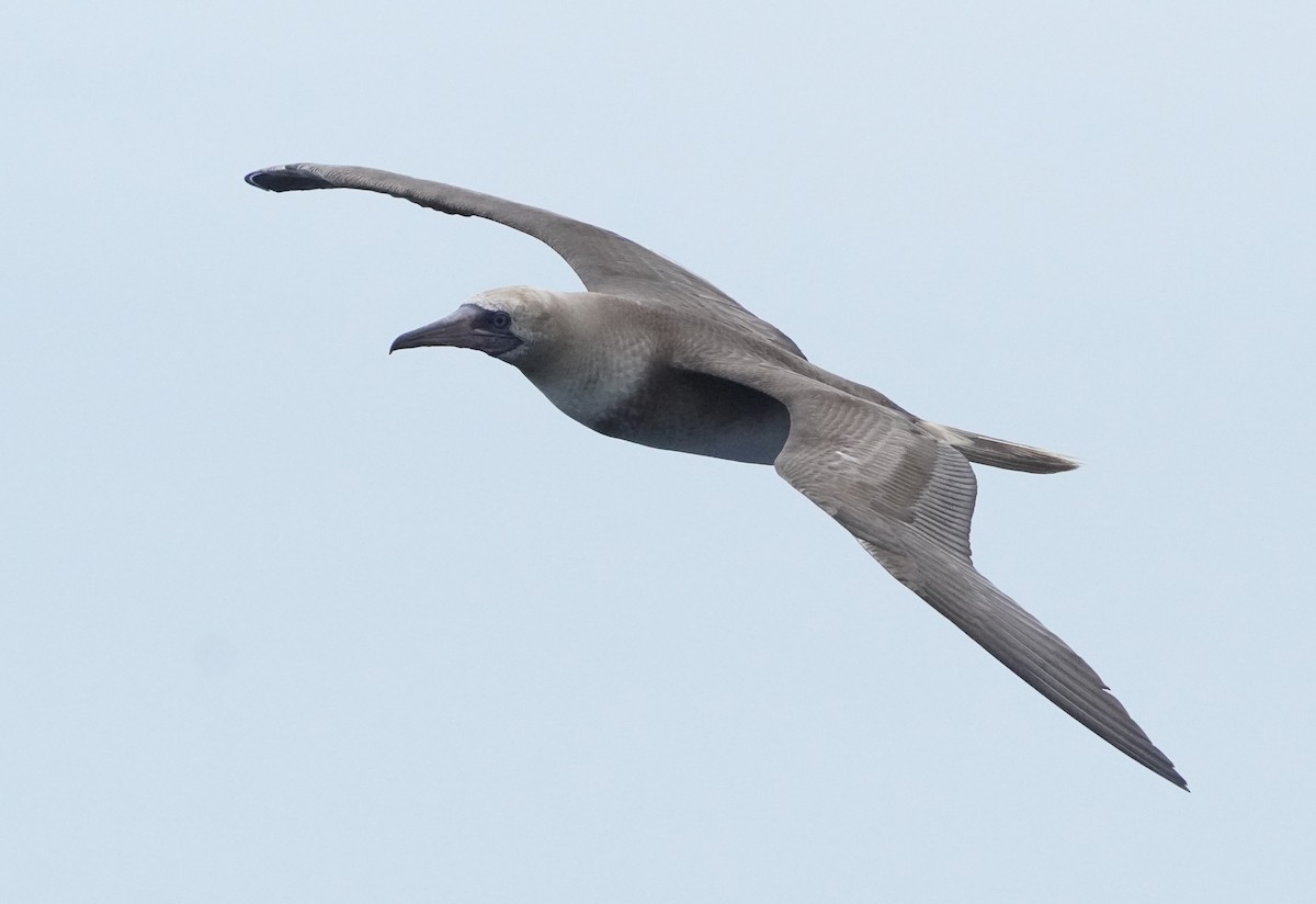 Red-footed Booby - ML622821106