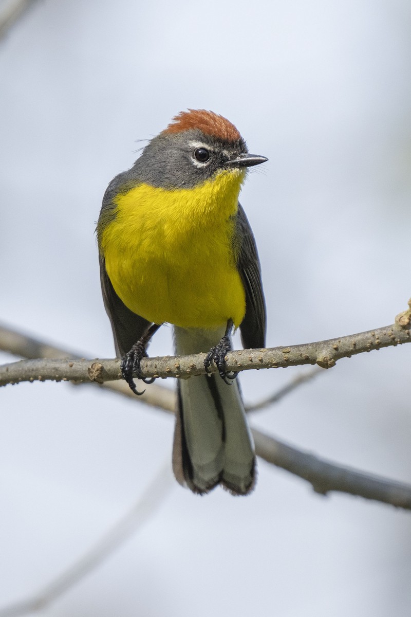 Brown-capped Redstart - ML622821112