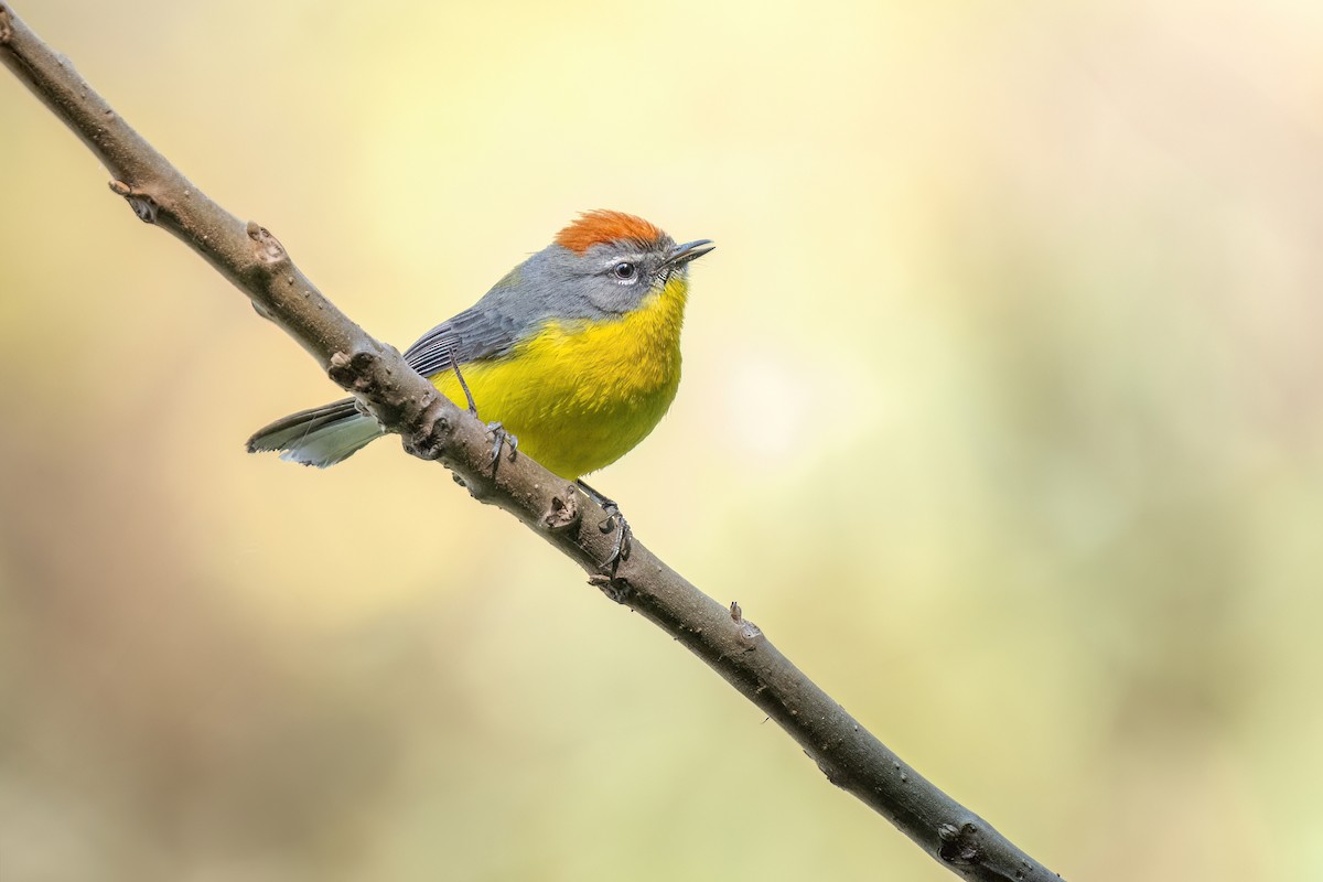 Brown-capped Redstart - ML622821114