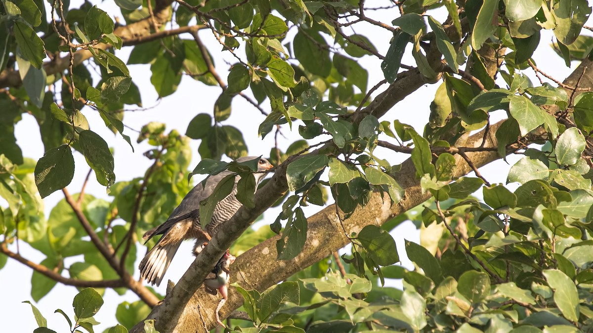 Lizard Buzzard - ML622821116