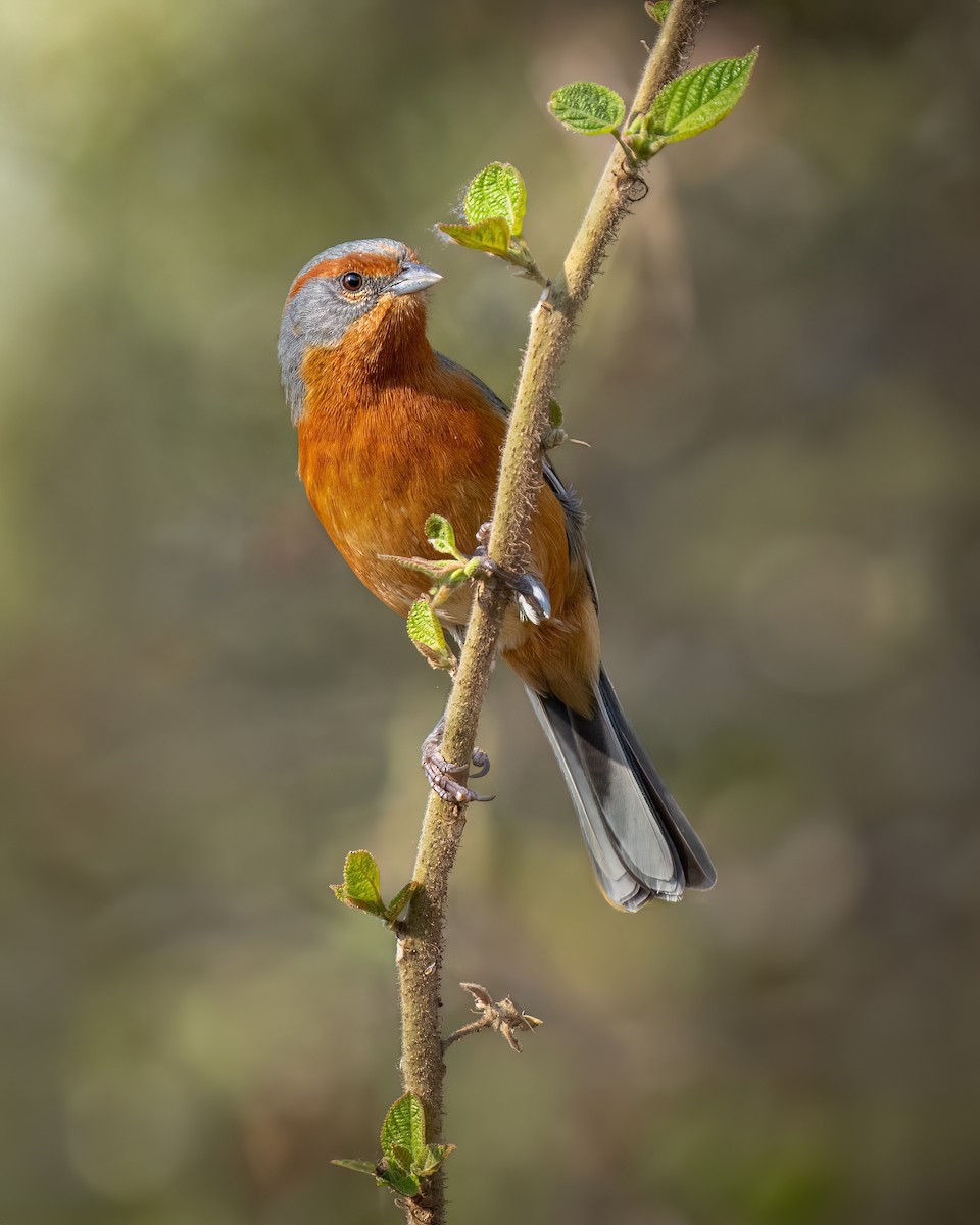 Rusty-browed Warbling Finch - ML622821117
