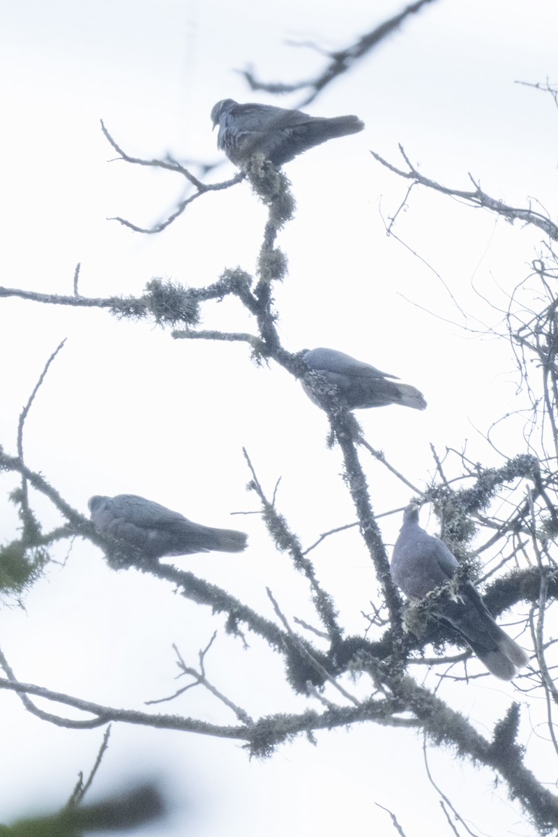 Band-tailed Pigeon - ML622821135