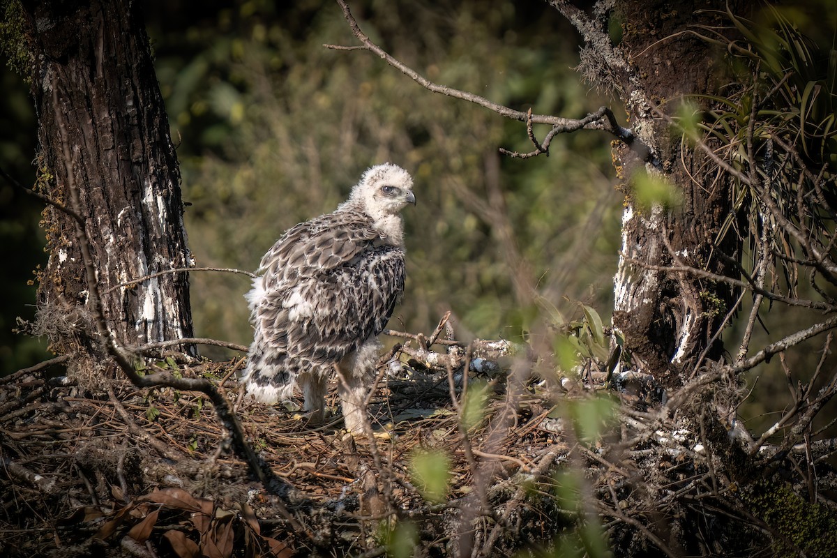 Black-and-chestnut Eagle - ML622821140