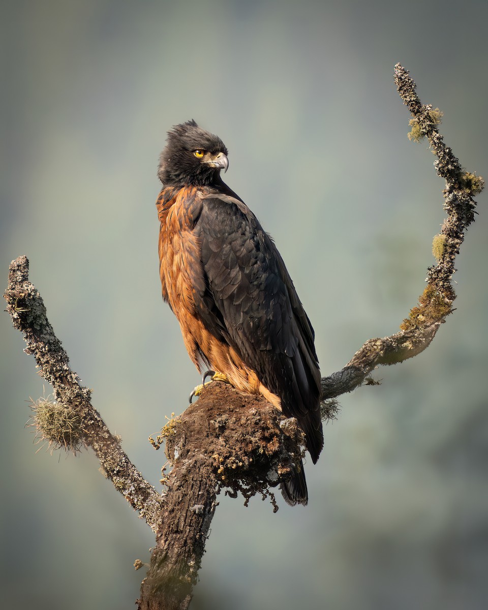 Black-and-chestnut Eagle - ML622821141