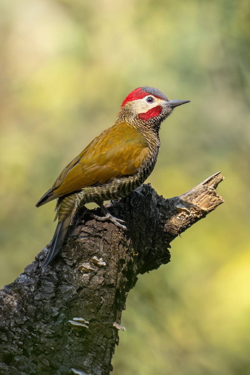 Golden-olive Woodpecker - ML622821145