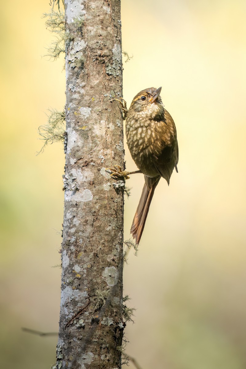 Buff-browed Foliage-gleaner - ML622821157