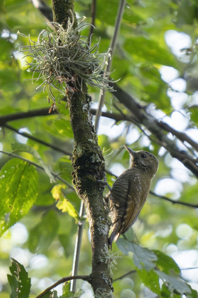 Dot-fronted Woodpecker - ML622821160