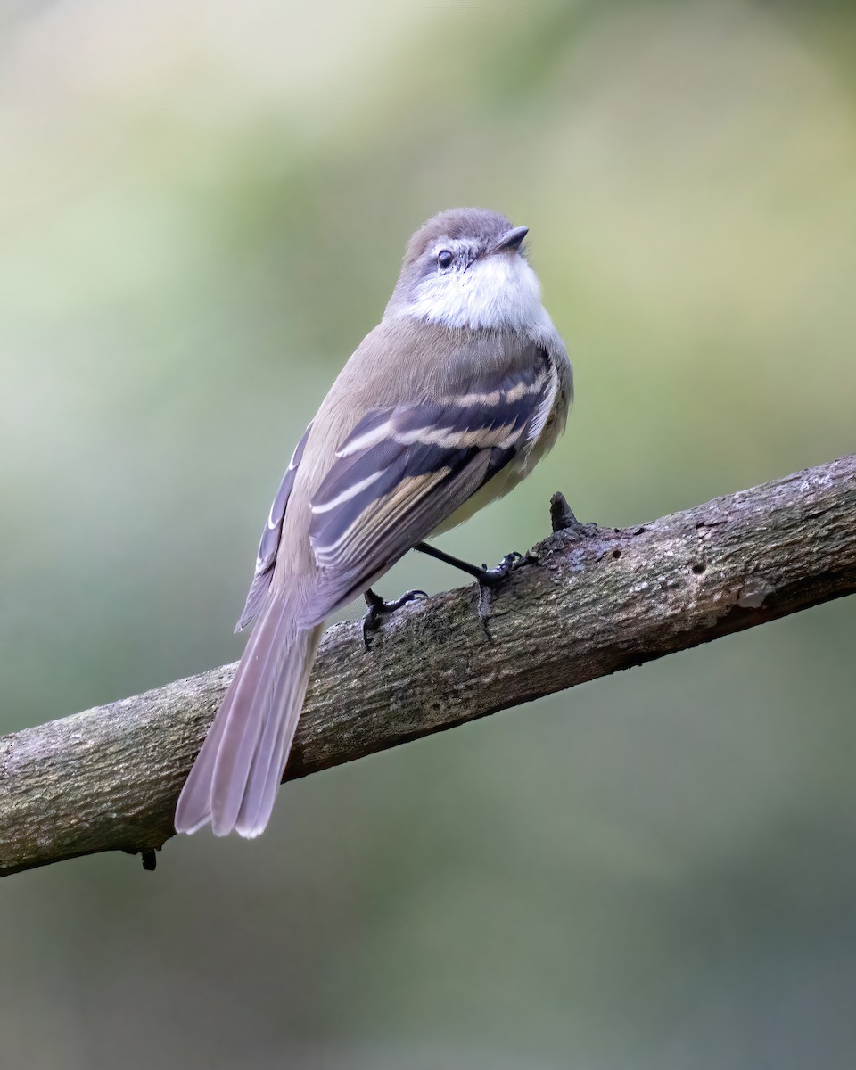 White-throated Tyrannulet - ML622821166
