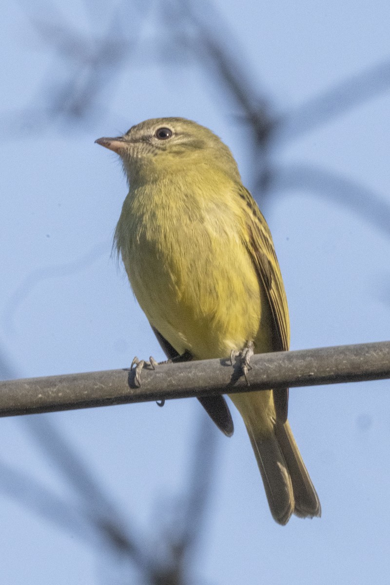 Rough-legged Tyrannulet - ML622821174