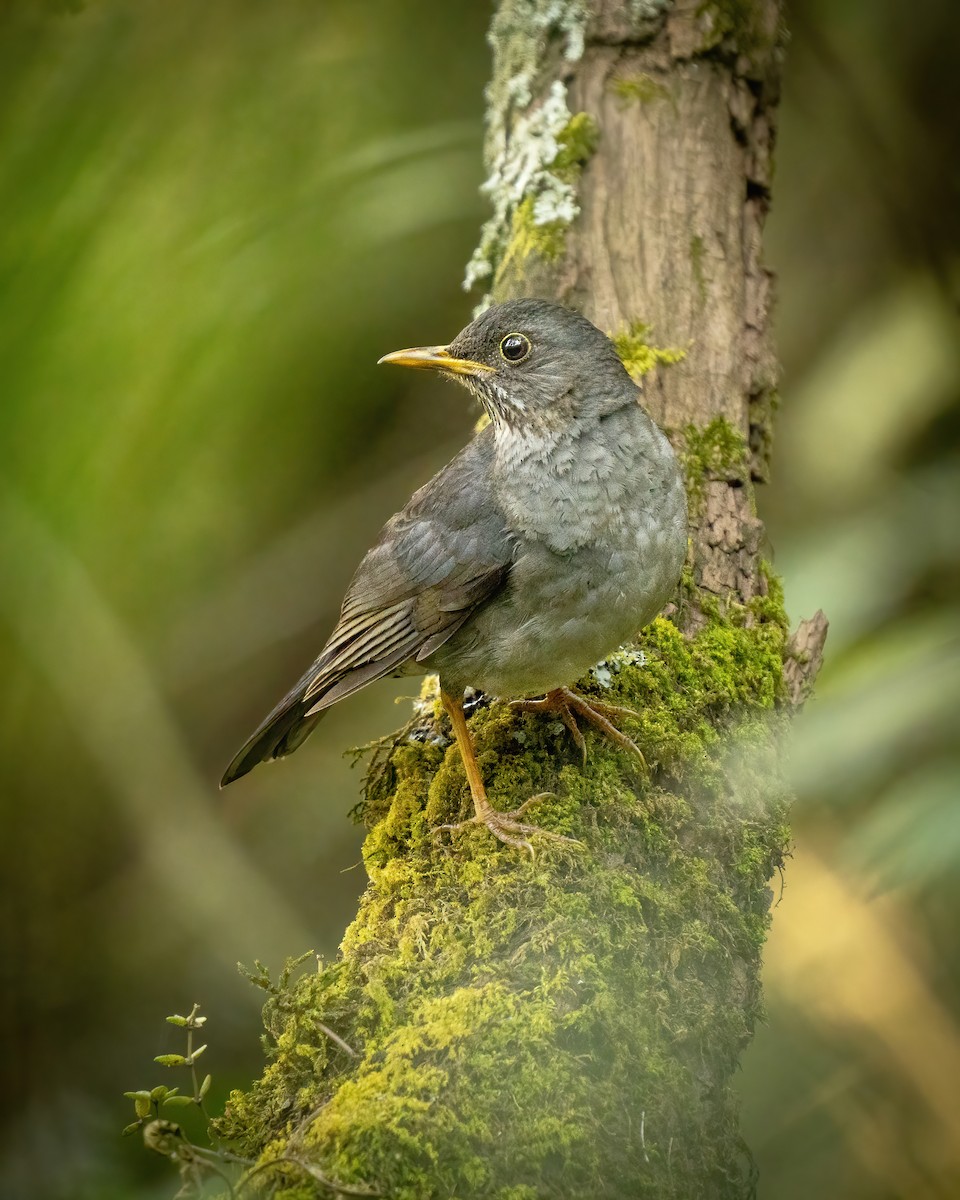 Andean Slaty Thrush - ML622821180