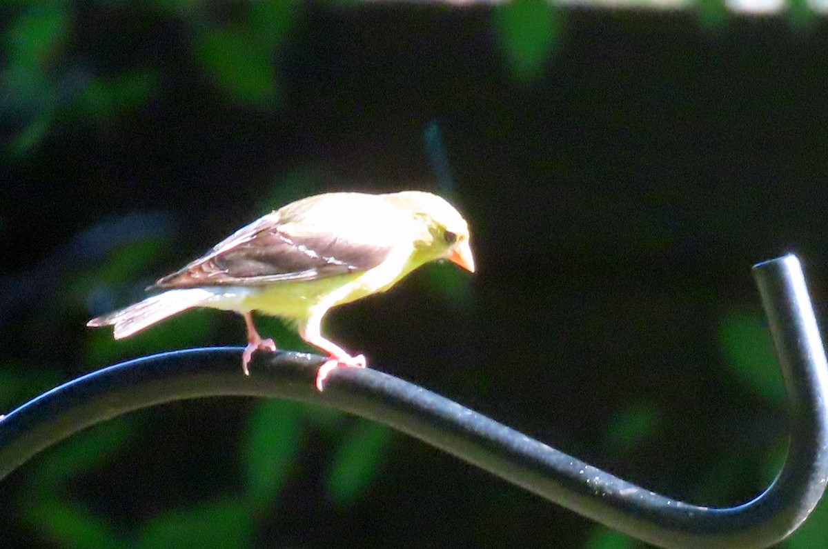 American Goldfinch - ML622821265