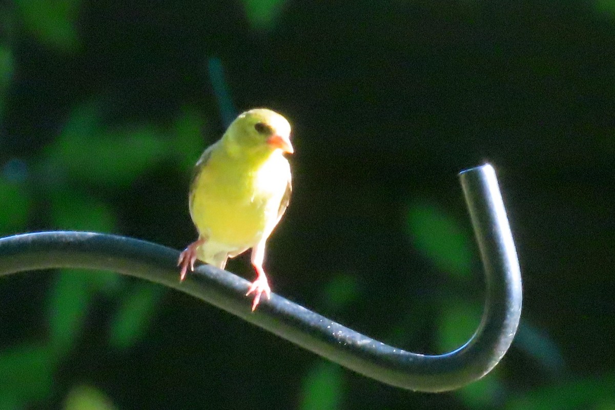 American Goldfinch - ML622821274