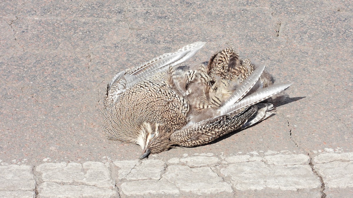 Elegant Crested-Tinamou - ML622821295