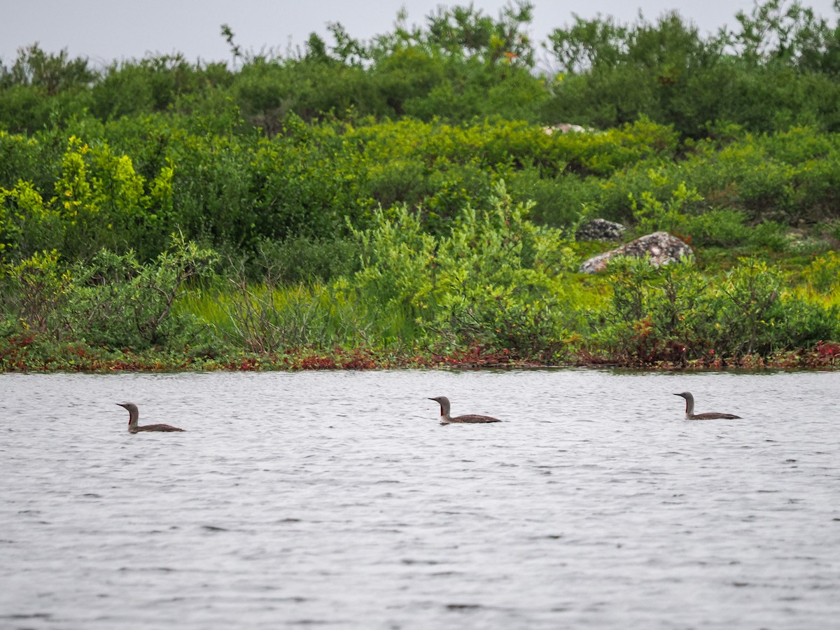 Red-throated Loon - ML622821296