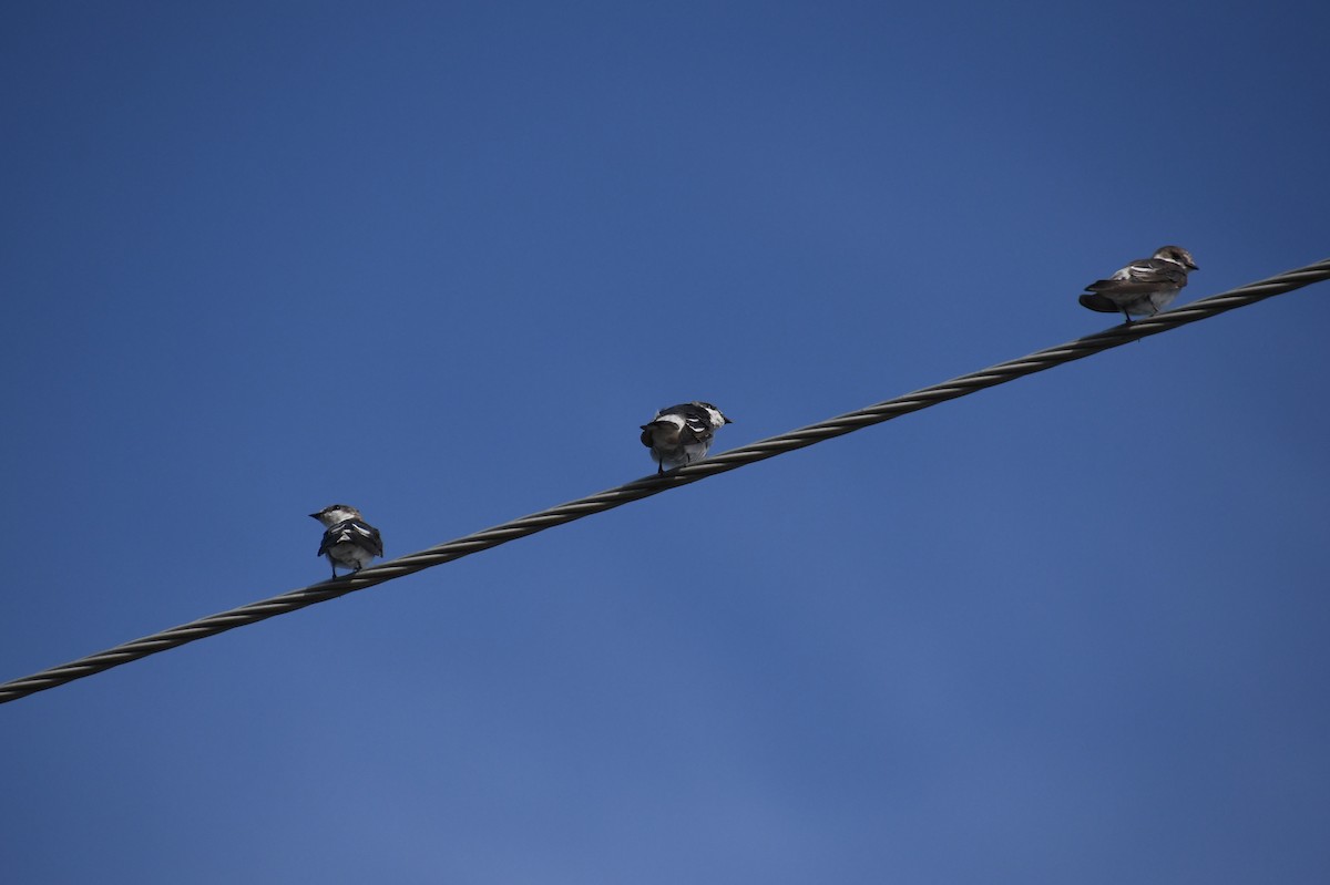 Mangrove Swallow - ML622821360