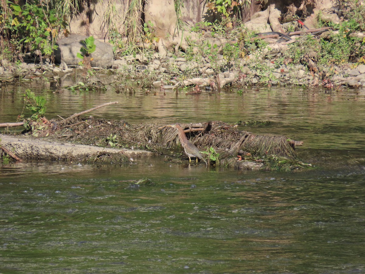 Green Heron - ML622821401