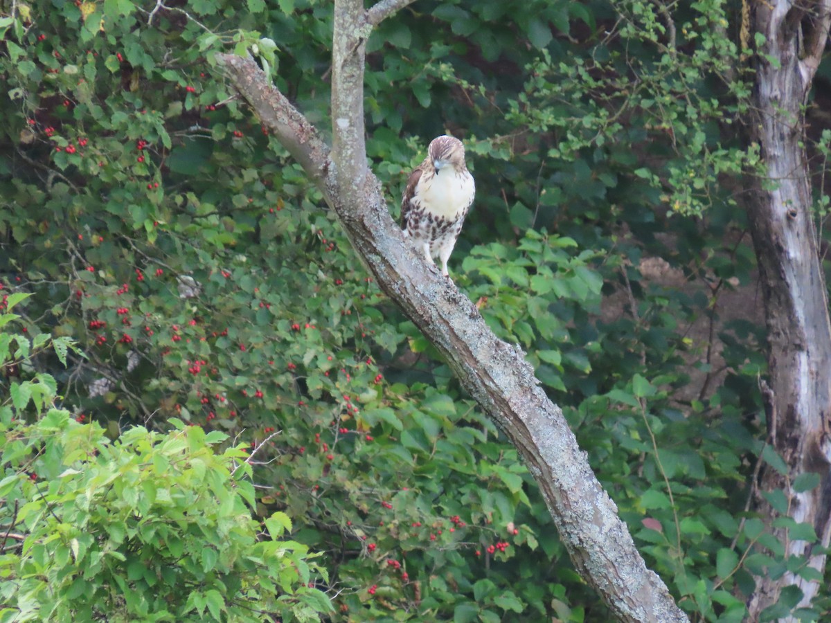 Red-tailed Hawk - Larry Zirlin