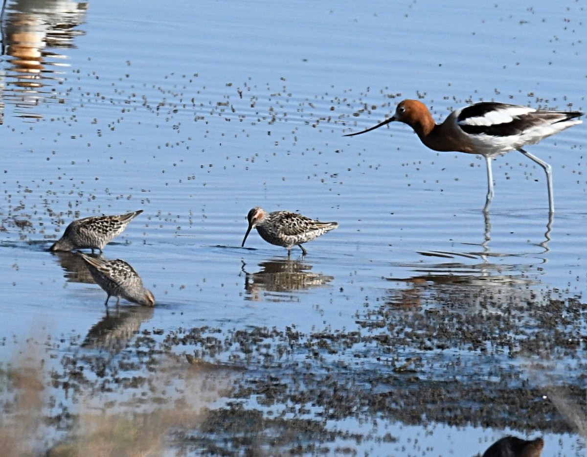 Stilt Sandpiper - ML622821438